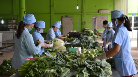 Hà Nội phát triển 141 chuỗi liễn kết từ khâu sản xuất đến khâu tiêu thụ