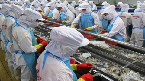 Xuất khẩu tôm sang khối CPTPP, EU tăng mạnh