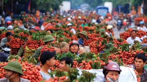 Giao các Cục Quản lý thị trường hỗ trợ tiêu thụ nông sản