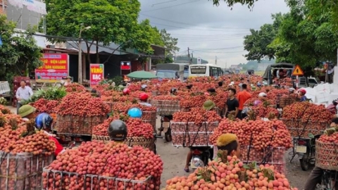 Ứng dụng chuyển đổi số để tiêu thụ vải thiều