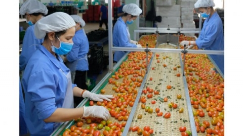 Xuất khẩu rau quả có nhiều tín hiệu tích cực