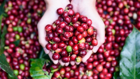 Giá cà phê ngày 16/6: Giao dịch quanh mức 33.100 - 34.100 đồng/kg