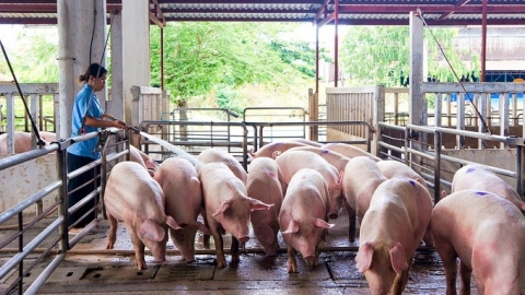 Giá heo hơi ngày 16/6: Miền Bắc giảm 1.000 đồng/kg