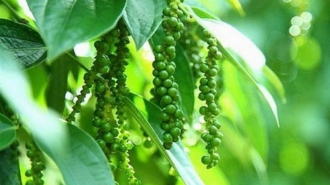 Hôm nay 18/6: Giá tiêu Việt có thể tăng ‘nóng’ trở lại