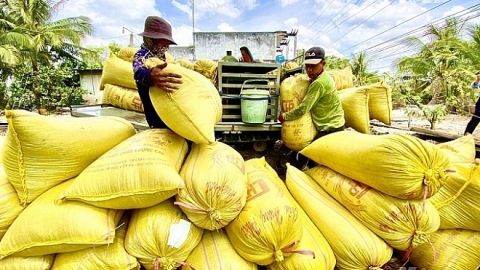 Giá lúa gạo hôm nay 20/6: Cuối tuần, thị trường ổn định
