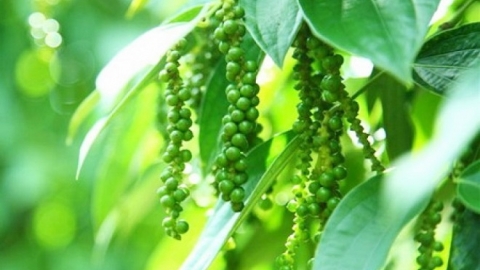 Giá tiêu ngày 20/6: Tăng nhẹ, giá thấp nhất 71.000/kg