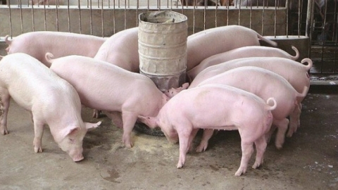 Giá heo hơi ngày 20/6: Quanh mức 65.000 - 71.000 đồng/kg