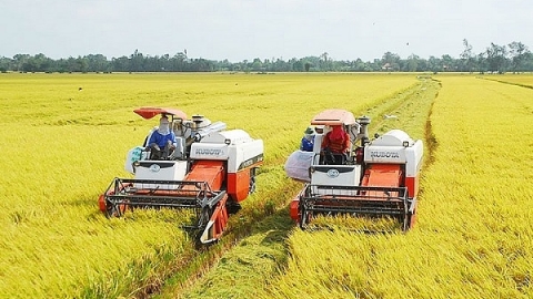 Giá lúa gạo ngày 21/7: Lúa tăng nhẹ, gạo đi ngang