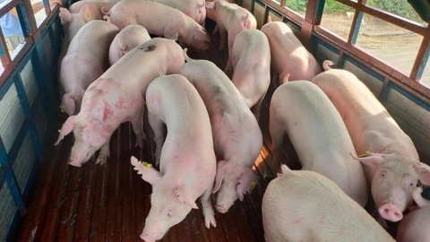 Giá heo hơi ngày 21/7: Tiếp tục điều chỉnh giảm tại ba miền