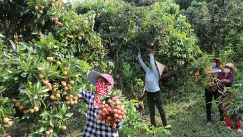 Nông dân Bắc Giang bội thu vải thiều nhờ sử dụng phân bón Lâm Thao