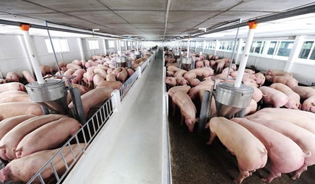 Giá heo hơi ngày 27/7: Điều chỉnh tăng 1.000 - 2.000 đồng/kg