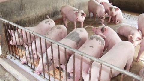 Giá heo hơi ngày 29/7: Giảm nhẹ 1.000 đồng/kg