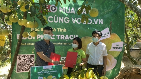 Viettel Post sẽ tiêu thụ 350 tấn bưởi Phúc Trạch qua sàn thương mại điện tử Vỏ Sò