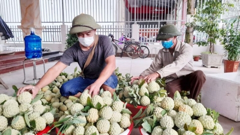 Tháo gỡ khó khăn trong lưu thông nông sản giúp người dân yên tâm sản xuất
