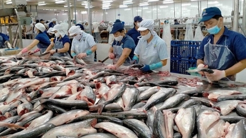 Hiệp hội Chế biến và Xuất khẩu thủy sản dự báo xuất khẩu thủy sản tiếp tục giảm trong tháng 9