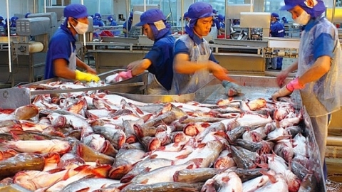Hoa Kỳ hủy bỏ rà soát chống bán phá giá nhiều doanh nghiệp xuất khẩu cá tra, basa của Việt Nam