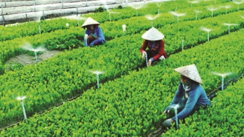 Cả nước thành lập mới 821 doanh nghiệp hoạt động trong lĩnh vực nông nghiệp