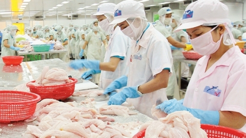 Tháng 8, xuất khẩu cá tra sụt giảm do ảnh hưởng của dịch Covid-19