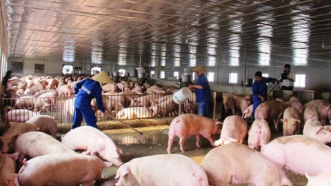 Giá heo hơi ngày 25/9: Dao động trong khoảng 45.000 - 53.000 đồng/kg