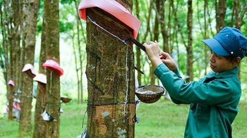 Giá cao su hôm nay 25/9: Thị trường trong nước ổn định