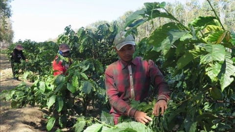 Tỉnh Kon Tum hỗ trợ doanh nghiệp tham gia liên kết, hình thành chuỗi giá trị