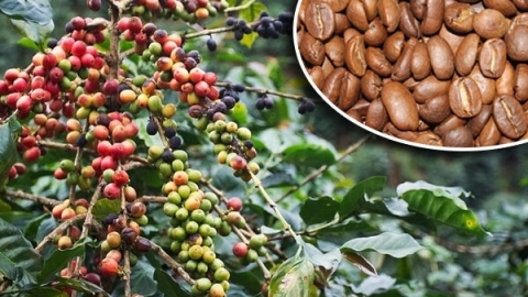 Giá cà phê ngày 8/10: Trong nước giao dịch quanh mức 40.000 đồng/kg