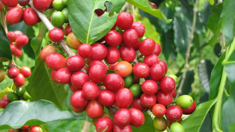 Giá cà phê ngày 10/10: Duy trì ổn định quanh ngưỡng 39.100 - 40.200 đồng/kg