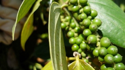 Giá tiêu ngày 10/10: Đồng loạt tăng 500 đồng/kg