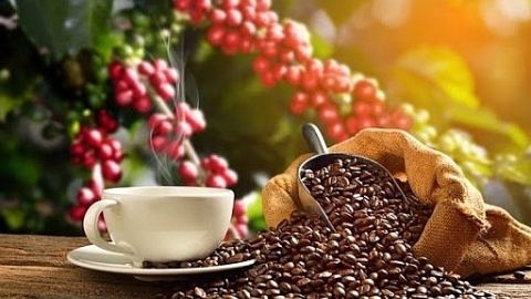 Thị trường nông sản ngày 12/10: Giá tiêu tăng, giá cà phê tiếp tục đi ngang