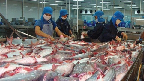 Xây dựng thương hiệu và chiến lược thích ứng để phát triển chuỗi cá tra