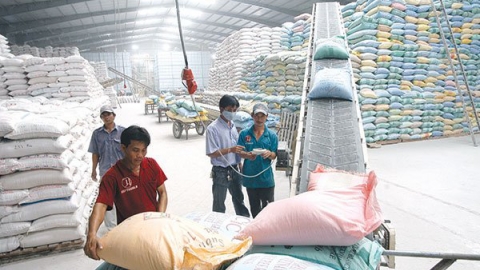 Giá gạo xuất khẩu tăng trở lại