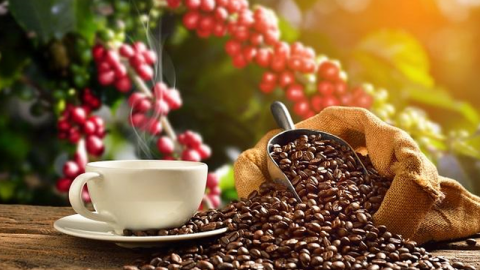 Giá cà phê ngày 19/10: Điều chỉnh giảm nhẹ