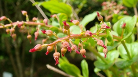 Thu hồi 2 lô dược liệu của Đông y Dược Thăng Long, do không đảm bảo chất lượng