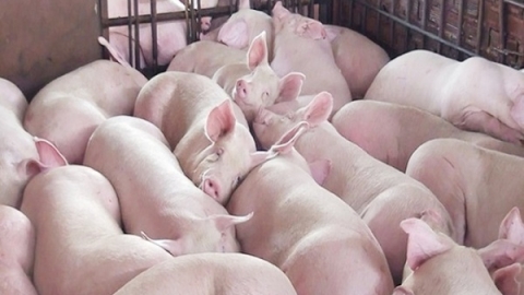Giá heo hơi ngày 20/10: Giảm từ 1.000 đồng/kg đến 3.000 đồng/kg tại nhiều địa phương