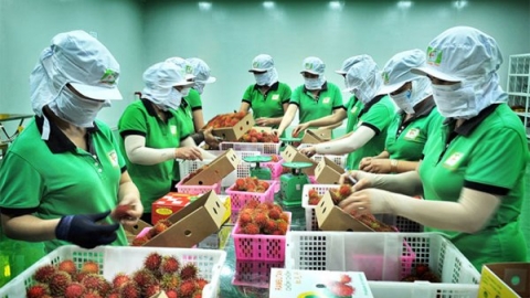 Cơ hội cho trái cây nhiệt đới Việt Nam xuất khẩu sang thị trường EU