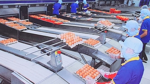 Các doanh nghiệp tại TP. Hồ Chí Minh vừa phòng chống dịch vừa duy trì sản xuất