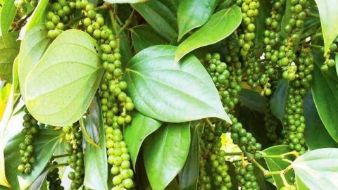 Giá tiêu hôm nay 25/11, giao dịch thấp nhất 81.000 đồng/kg