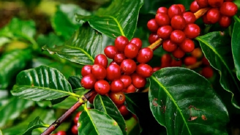 Giá cà phê ngày 27/11: Giao dịch trong khoảng 40.800 - 41.600 đồng/kg