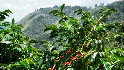 Giá cà phê ngày 28/11: Trong nước tăng nhẹ