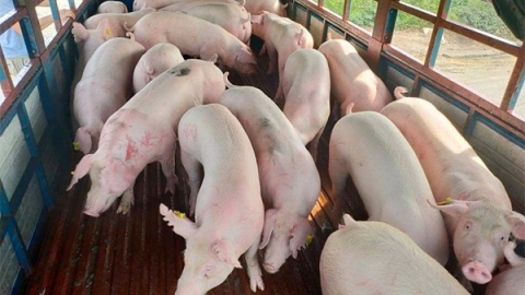 Giá heo hơi ngày 28/11: Tăng giảm trái chiều tại ba miền