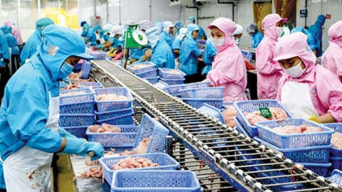 Israel hiện là thị trường xuất khẩu lớn thứ 3 của Việt Nam