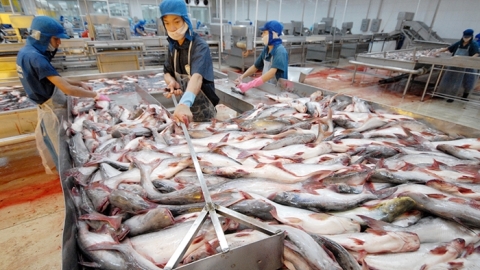 Xuất khẩu cá tra sang ASEAN sụt giảm