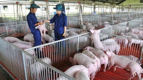Giá heo hơi hôm nay 11/08: Tăng cao nhất 2.000 đồng/kg tại miền Bắc và miền Nam