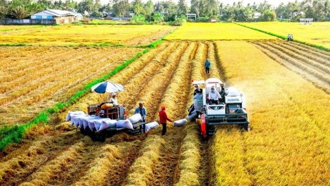 Hà Nội xây dựng được hơn 120 mô hình, vùng sản xuất lúa hàng hóa chất lượng cao