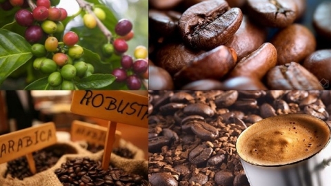 Giá nông sản hôm nay 19/05: Giá cà phê quay lại đà giảm, thị trường tiêu ảm đạm