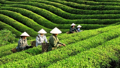 Việt Nam là thị trường cung cấp chè lớn thứ 5 cho Hoa Kỳ