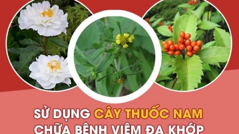 Tìm hiểu về cây thuốc nam chữa bệnh viêm đa khớp hiệu quả