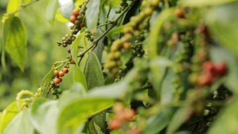 Giá tiêu hôm nay 15/05, thị trường ảm đạm, giao dịch từ 73.000 – 76.000 đồng/kg