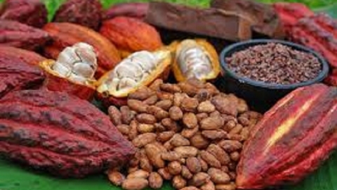Thúc đẩy phát triển sản phẩm có nguồn gốc từ cây ca cao