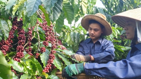 Châu Phi là thị trường tiềm năng cho cà phê Việt Nam